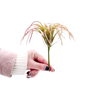 爬虫爬宠高仿真假植物饲养箱造景雨林陆龟蜥蜴变色龙沙漠装饰绿植