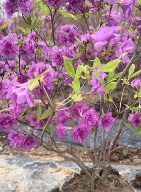 东北耐寒杜鹃淀川杜鹃花卉绿植重瓣室外地栽盆栽造型树好养易活