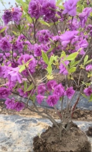 东北耐寒杜鹃淀川杜鹃花卉绿植重瓣室外地栽盆栽造型树好养易活