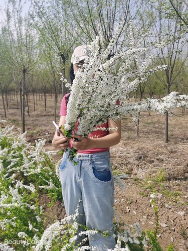 喷雪花珍珠绣线菊室内庭院阳台