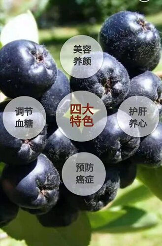 耐寒耐热花卉丛生黑果花楸灌木庭院室外地栽秋天紫红色花境好活