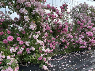 晓荷的花园东北耐寒蔷薇花苗庭院地栽盆栽花卉绿植寒粉粉蝶戴维斯