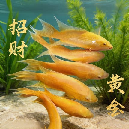 中国斗鱼黄金玄黄招财免打氧耐活冷水淡水观赏鱼好养免加温懒人鱼
