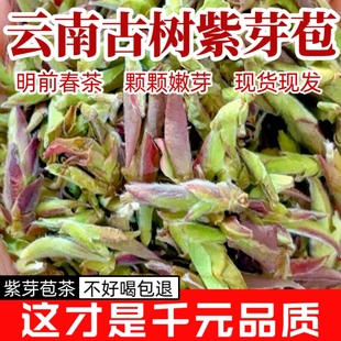 【开春头采】云南紫芽苞大雪山明前早春嫩芽苞茶古树春茶新茶