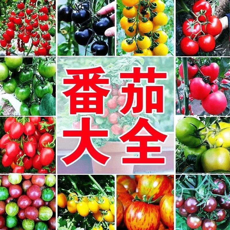 【番茄种子大全】番茄种子南北方樱桃生长圣女果庭院盆栽水果蔬菜