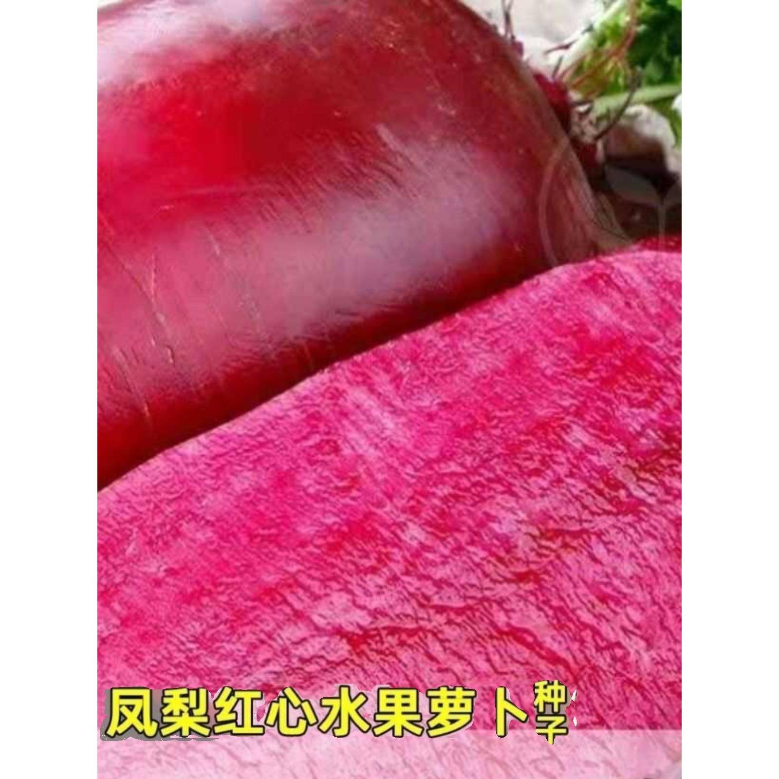 凤梨水果红皮红心水果萝卜种子春秋四季高产满堂红心里美蔬菜种籽