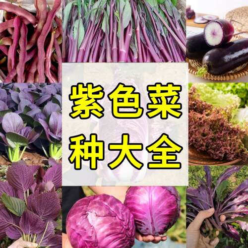 紫色菜种大全四季种植菜种适合8月份种植红菜苔紫白菜甘蓝豆角种