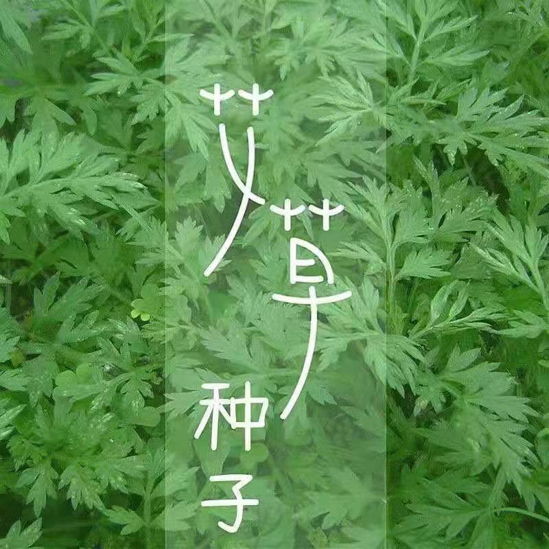 艾草种子食用药用驱蚊草艾叶种籽家庭园艺种子