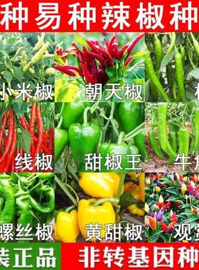 四季辣椒种子大全七彩辣椒籽小米辣朝天辣椒种孑高产薄皮农家庭院