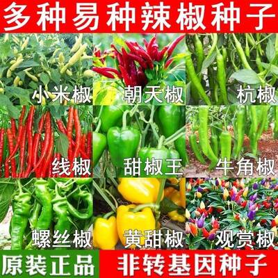 四季辣椒种子大全七彩辣椒籽小米辣朝天辣椒种孑高产薄皮农家庭院