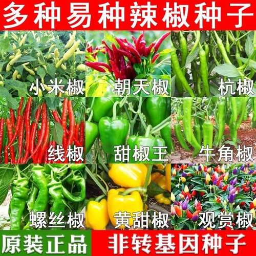 四季辣椒种子大全七彩辣椒籽小米辣朝天辣椒种孑高产薄皮农家庭院
