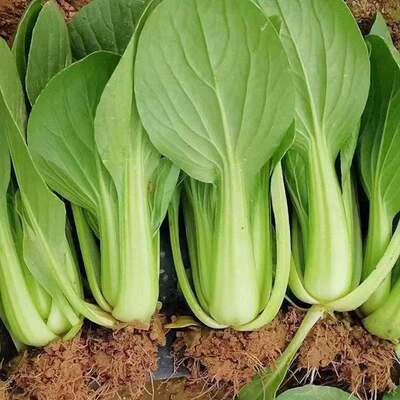原种上海青种子高产四季青梗菜菜籽四季矮脚小青菜菜籽蔬菜籽种子