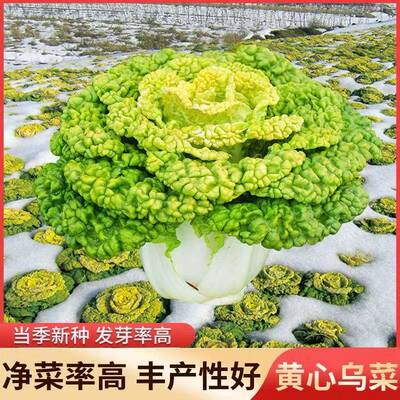 黄心乌塌菜种子耐寒青色乌塌菜种籽菊花心菜籽种易种黄金乌蔬菜