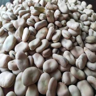 蚕豆种子大粒高产日本大白皮蚕豆种籽耐寒大田秋冬播蚕豆种大全