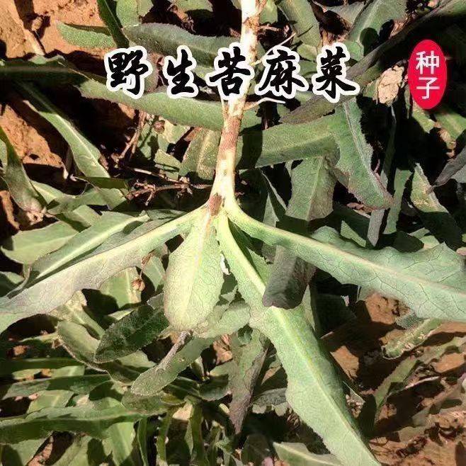 野生苦麻菜曲曲芽菜种子 野生红曲麻菜东北野菜一年种植多年收获