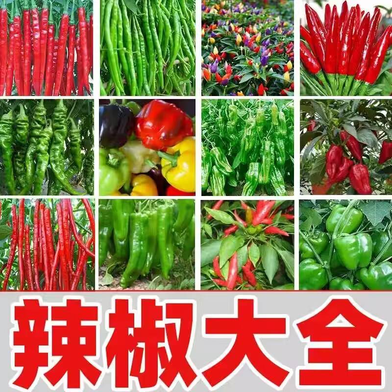 【辣椒苗子合集】黑皮辣椒小米辣丑椒薄皮辣椒线椒羊角椒菜椒
