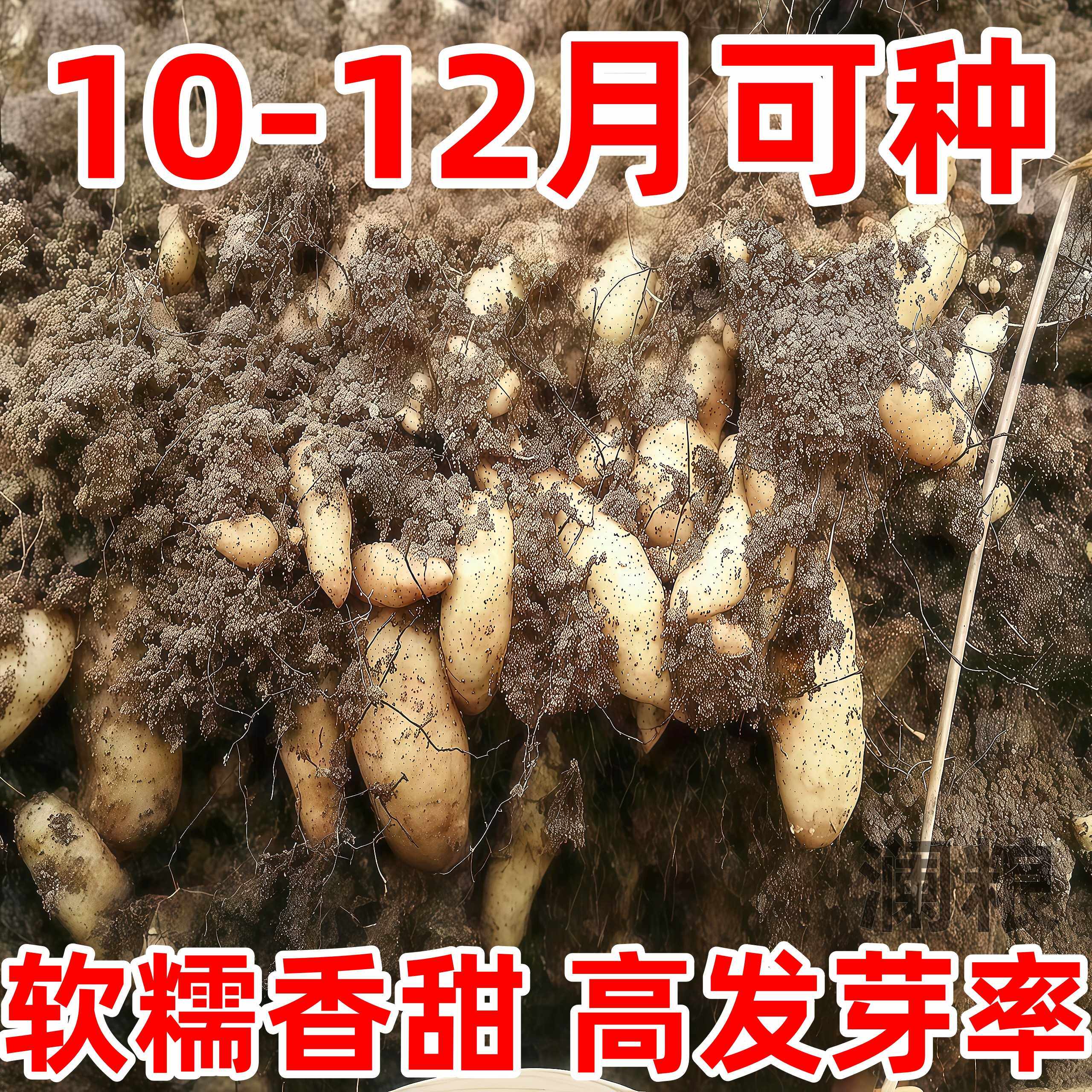 天麻种子/乌红杂交0代天麻种子/高产天麻籽/天麻种植苗/天麻种麻