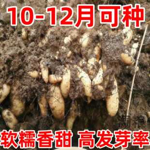 天麻种子/乌红杂交0代天麻种子/高产天麻籽/天麻种植苗/天麻种麻