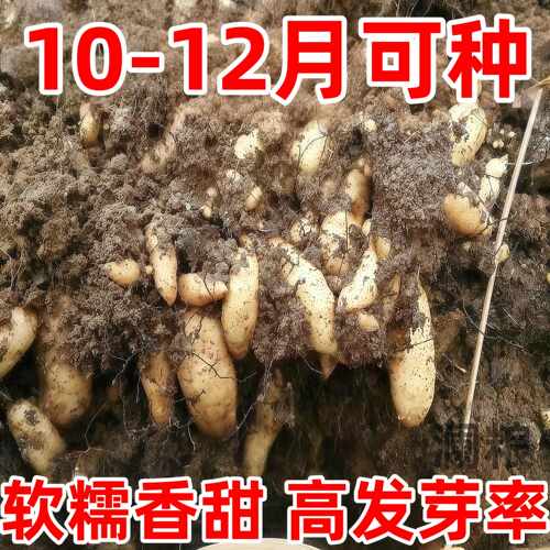 天麻种子/乌红杂交0代天麻种子/高产天麻籽/天麻种植苗/天麻种麻
