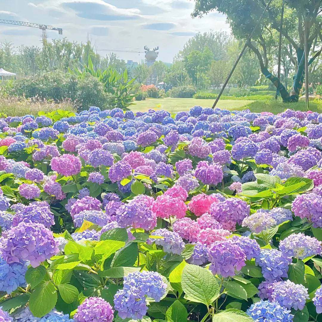 混色梦幻绣球花种子无尽庭院四季阳台盆栽地栽易活开花花种子室外