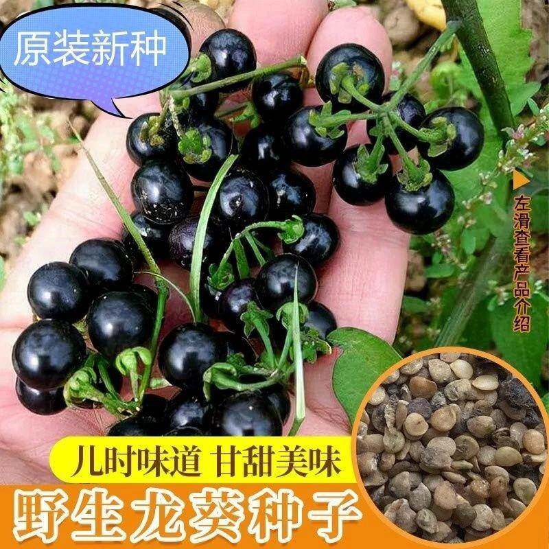 东北龙葵种子黑悠悠水果种籽四季阳台盆栽黑黝黝果蔬菜种孑籽大全