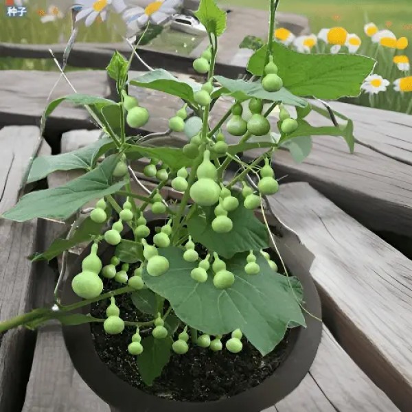 【阳台盆栽】手捻葫芦小葫芦种子籽观赏迷你金寸微型玩具葫四季菜