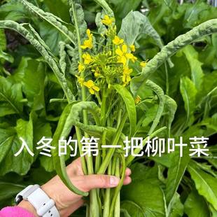【柳叶菜心种子】耐热耐寒四季可种适合阳台小院种植菜心菜苔种籽