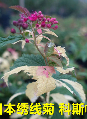 日本绣线菊科斯帕Crispa 耐寒室内庭院阳台花境植物Samsung养花匠