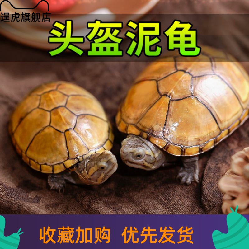 【逞虎】头盔蛋龟苗活体宠物观赏剃刀麝香迷你小型鱼缸深水龟活物