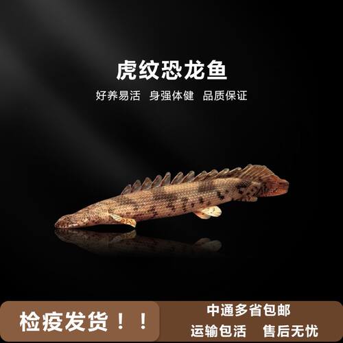 古代鱼价格 古代鱼图片 星期三