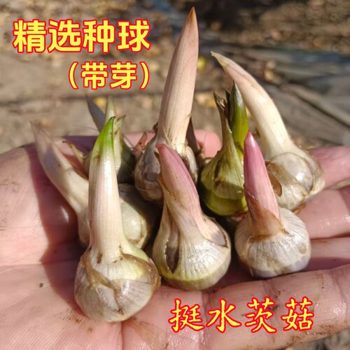 茨菇带芽种球新手易养水生植物