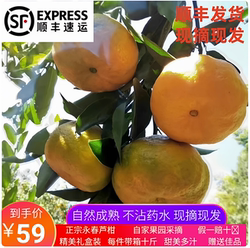 顺丰正宗福建永春芦柑现摘新鲜水果当季整箱水果永春吾峰芦柑橘子