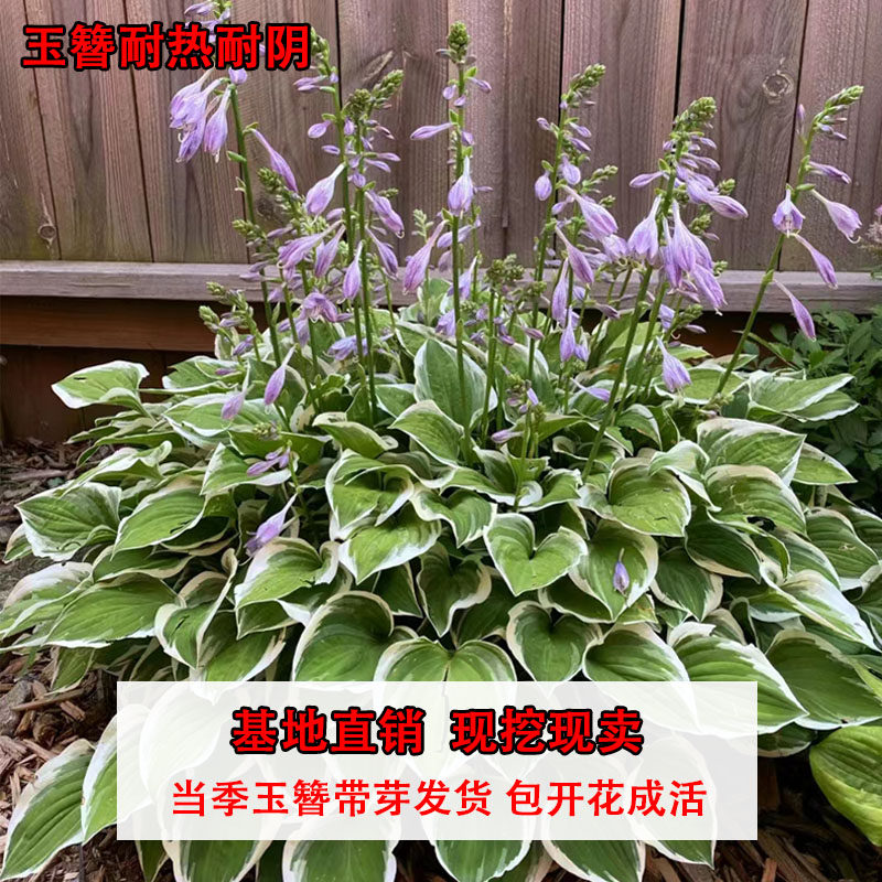 玉簪花苗多年生宿根耐阴耐热观叶观花植物庭院盆栽室内观赏花卉