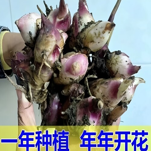 重瓣大花美人蕉种球花苗室内庭院阳台盆栽地栽四季种当年开花植物