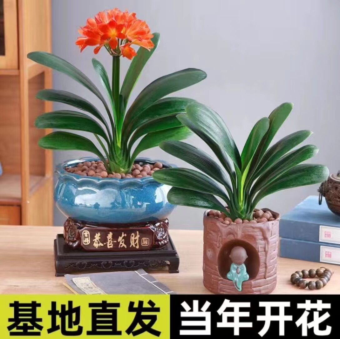 君子兰盆栽精品绿植花卉植物室内圆头和尚四季带花苞大苗当年开花