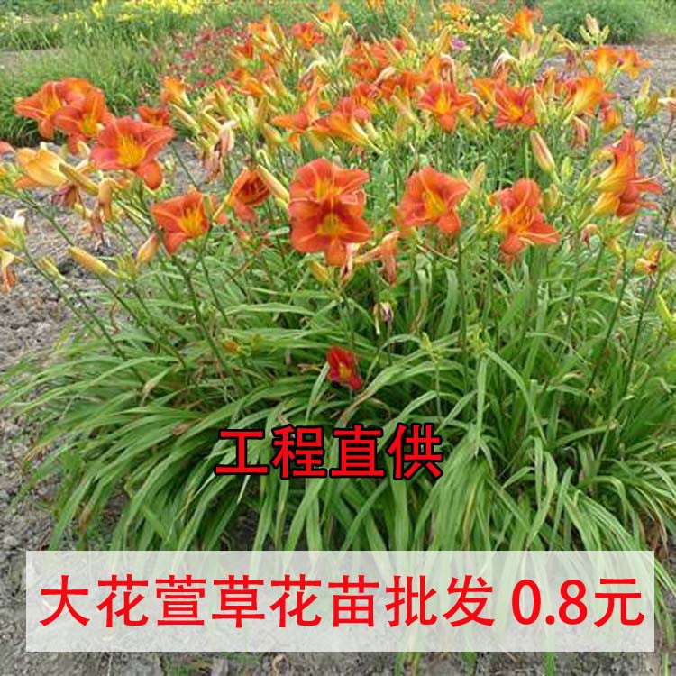 绿化大花萱草忘忧草宿根耐寒金娃娃萱草花苗地被庭院阳台盆栽花卉-封面