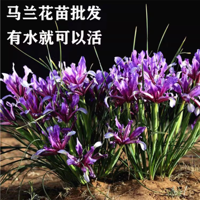 马兰花苗盆栽花林下地被植物矮生耐寒庭院公园湿地绿化四季常青