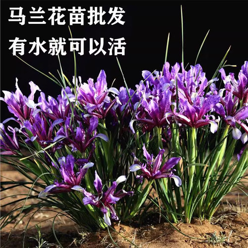 马兰花苗盆栽花林下地被植物矮生耐寒庭院公园湿地绿化四季常青