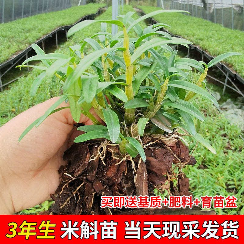 正宗安徽鲜条可食用铁皮石斛苗