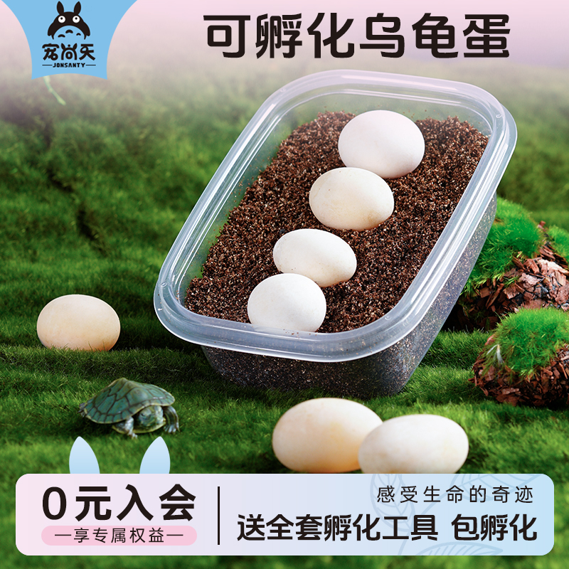 包孵化龟蛋活体受精蛋小乌龟