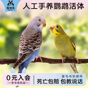 宠尚天鹦鹉活物玄风云斑鹦鹉中小型会说话活体物宠物虎皮鹦鹉