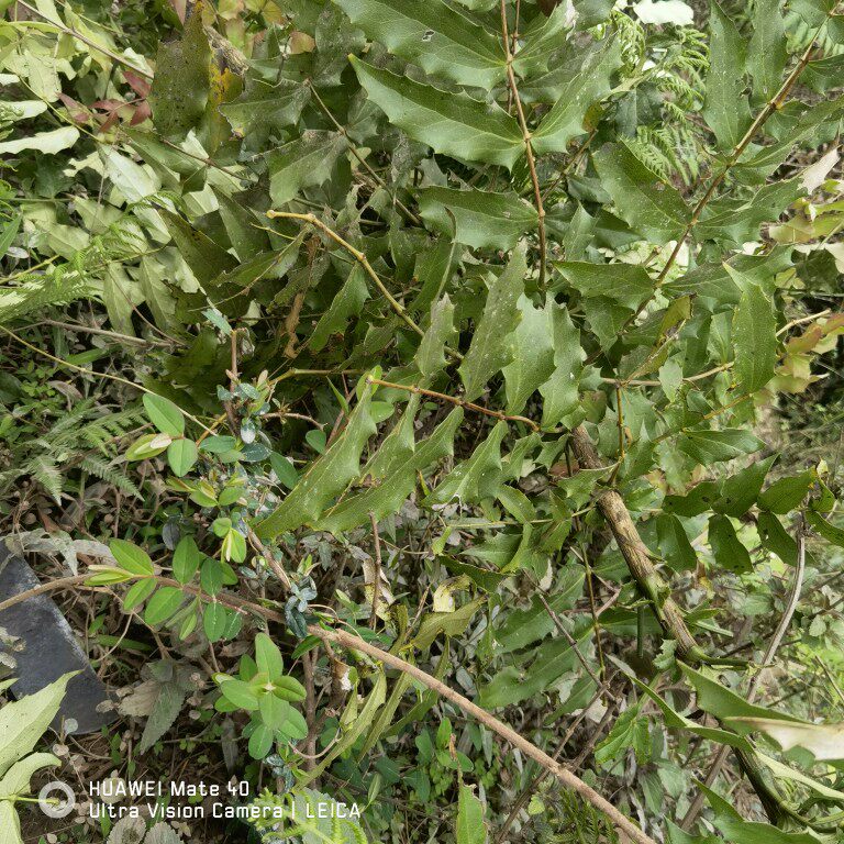 云南纯野生十大功劳中药材 土黄莲 刺黄连 刺黄柏功劳木包邮