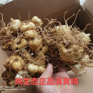 云南正宗深山野生黄精新鲜特级黄精新鲜老虎姜泡茶煲汤泡酒鲜黄精