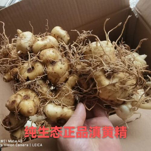 云南正宗深山野生黄精新鲜特级黄精新鲜老虎姜泡茶煲汤泡酒鲜黄精