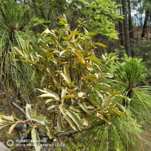 野生云南山区松树寄生草