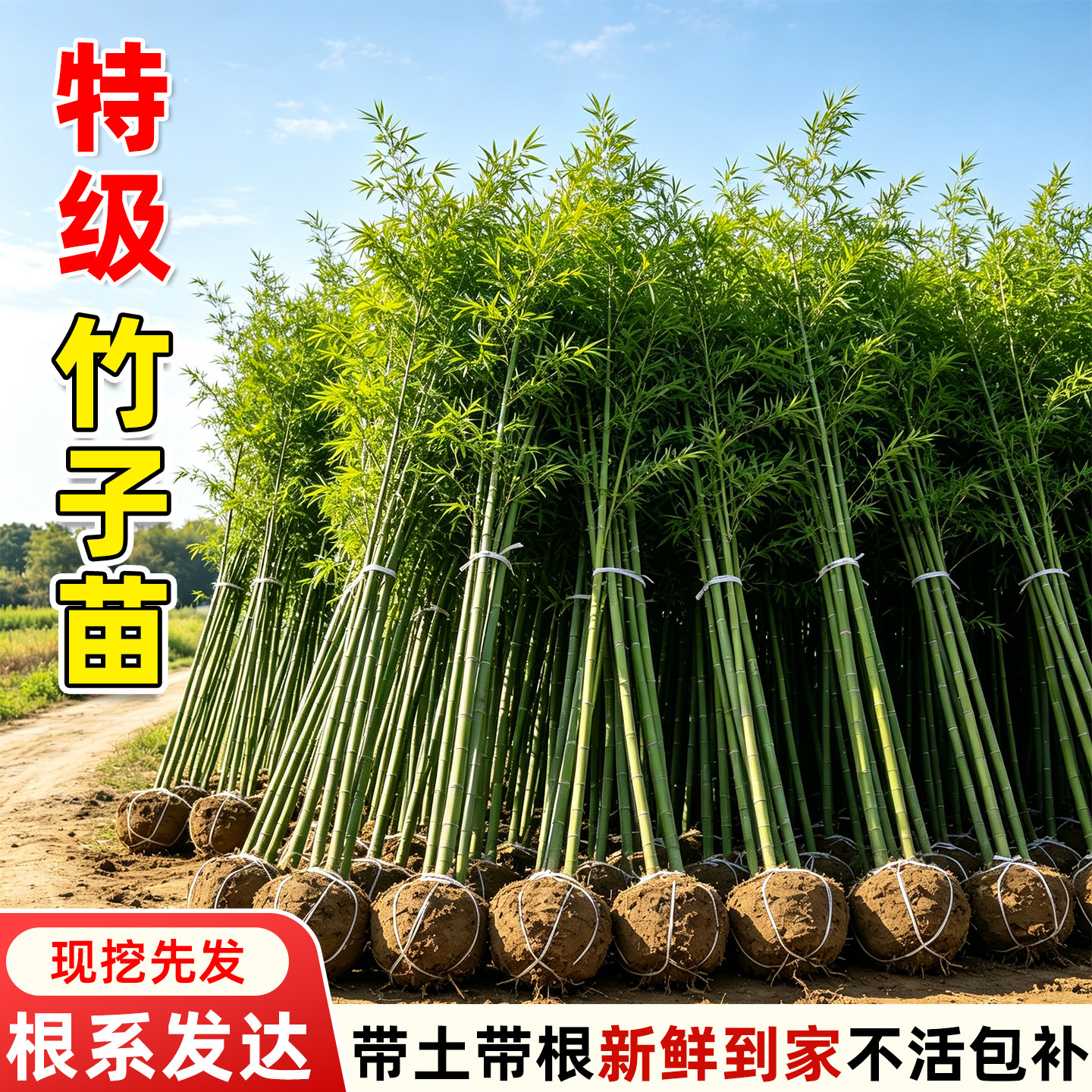 四季青竹子苗庭院室外植物盆栽地栽耐寒围栏园林景观绿化工程绿植