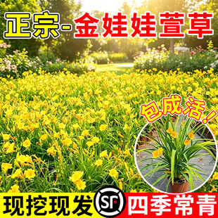 正宗金娃娃大花萱草花苗忘忧草宿根耐寒多年生鸢尾苗庭院绿化花卉