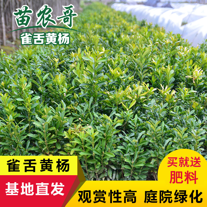 雀舌黄杨庭院绿化苗木 树苗 四季常绿庭院绿化植物 绿篱树种
