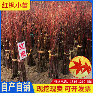 红枫树苗四季中国红庭院红枫小苗日本红枫小苗园林绿化苗木工程苗