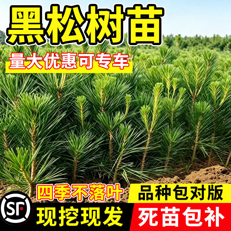 绿化苗木松树黑松小苗庭院白皮松雪松树苗四季常青盆景植物松树苗